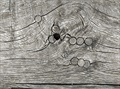 Detail fony na lavice u devného bludit v Cerhenicích