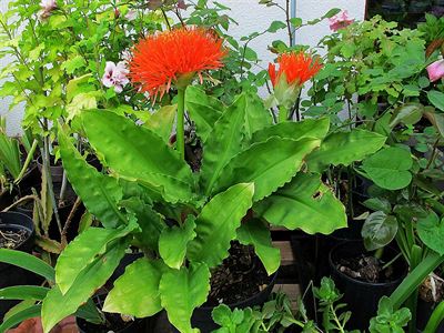 Krvokv�t vypustil dal�� poup� (Scadoxus (syn. Haemanthus) multiflorus)