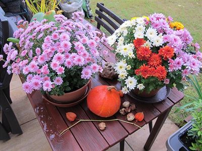 Podzimn dekorace - chryzantmy