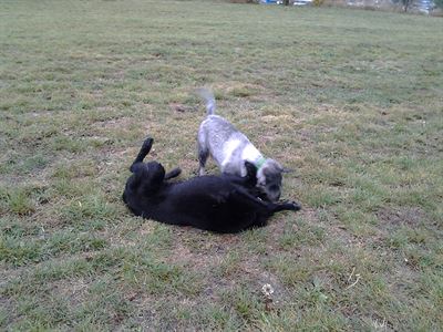 Kdy� se potkaj� Eda s Civinou, v�dycky je z toho po��dn� �rva�ka�, ale jen v...