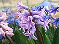 Hyacinty, duben 2021