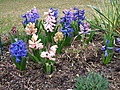 Hyacinty bledé