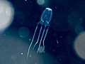 Box jellyfish, tyhranka smrtelná
