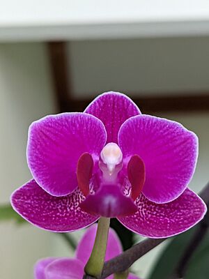 Zkušební foto na Pixel 4a (5G). Květ malé orchideje, kterou má Míla na...