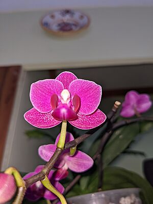 Zkušební foto na Pixel 4a (5G). Květ malé orchideje, kterou má Míla na...