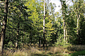 11. 10. luní les stále zelený (pírodní park Niva Dyje)