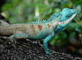 Blue crested lizard