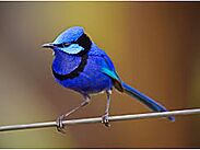  Modrý pták