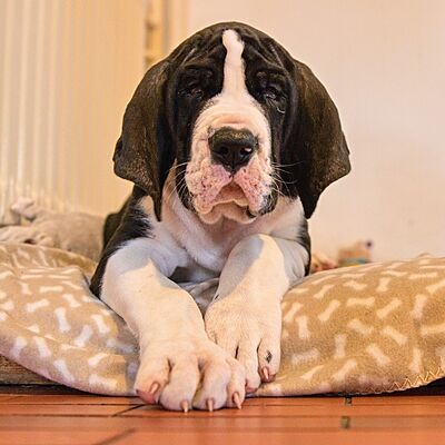 Yoda, �t�n� dogy, osm t�dn�. �nor 2022