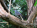 Drozd ernohlavý (gray catbird  drozd koií), USA
