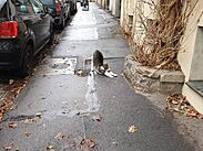 Cestou do práce - kočičák se nechal podrbat