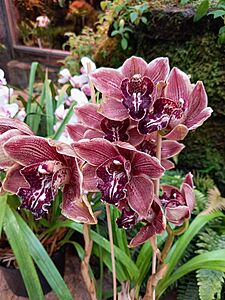 Orchidea. Ve sklenku Fata Morgana v prask Botanick zahrad v Troji, 26. 2....