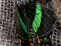Papilio palinurus, motýlí dm v Praze