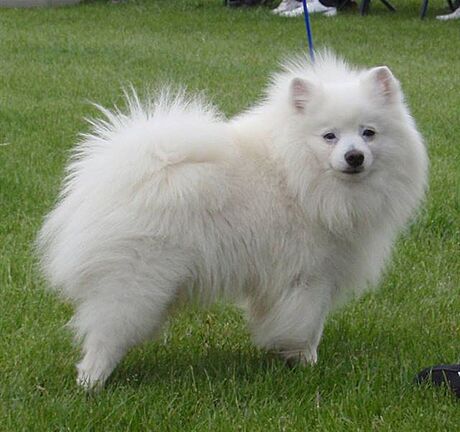 PSI: Bílí špicové - Neviditelný pes