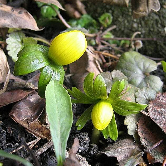 talovín