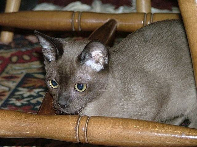 Charles