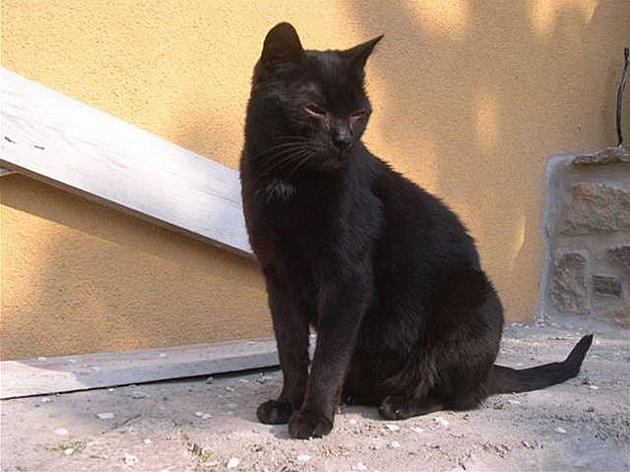 Líza