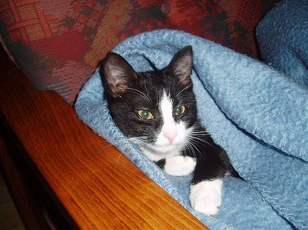 Bytomská slena Scarlett 1