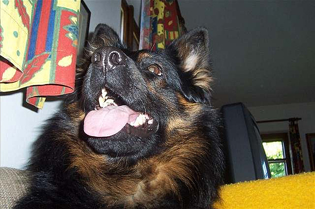 Daník