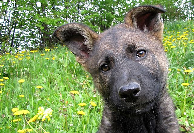 Vlka portrét, autor Louk