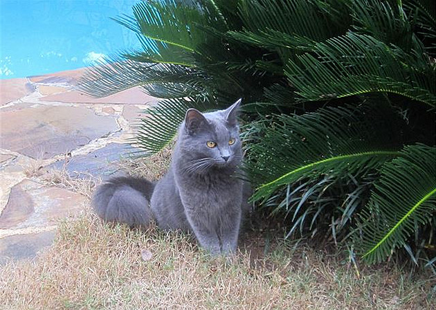 Druhá mu�ketýrka Woody