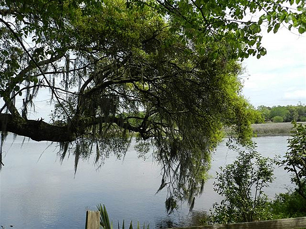 Ashley River. Podél této �eky nedaleko charlestonského p�ístavu bylo n�kolik...