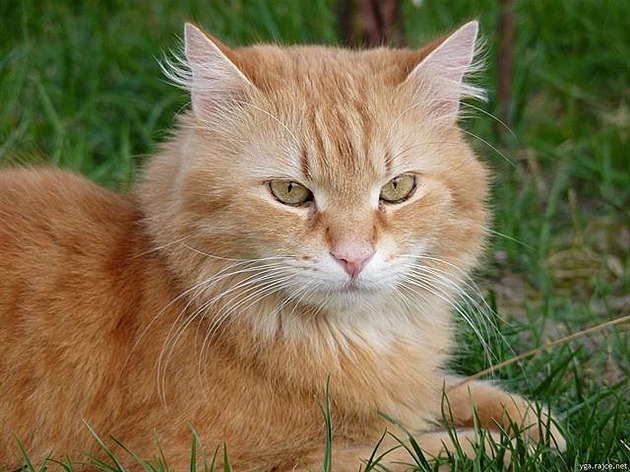 13 "�ivot je krásný!"