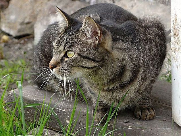 1 Je t�eba neustále monitorovat okolí. Aby mi n�co zásadního neuniklo.