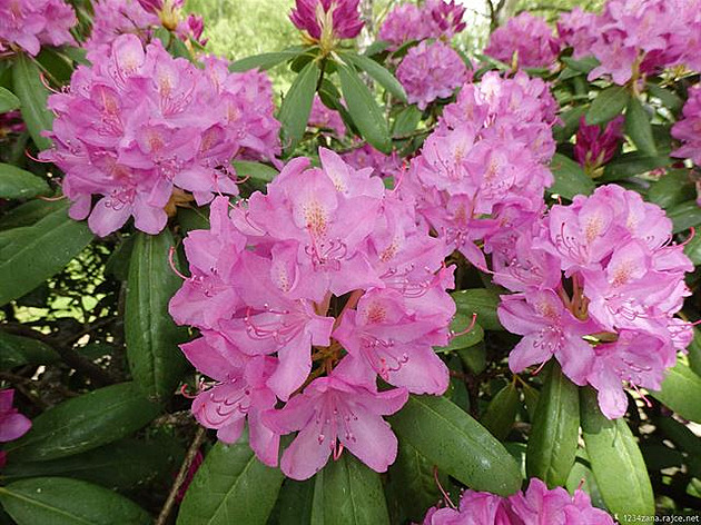Rododendron v Liberci