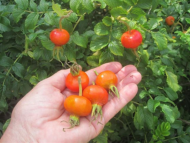 Jedno �jablí�ko� vydá za dva a� t�i �ípky