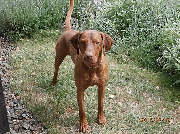 Nebyla by jet vodika?