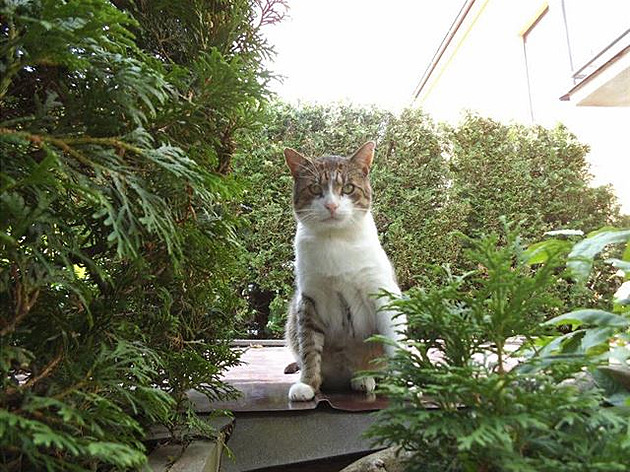 Kebule na vyhívací stee