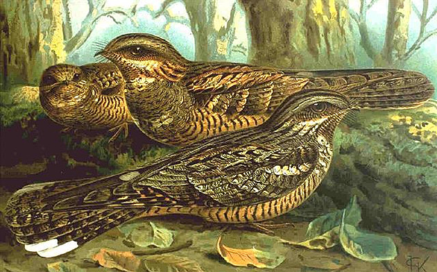 Lelek, Caprimulgus europaeus