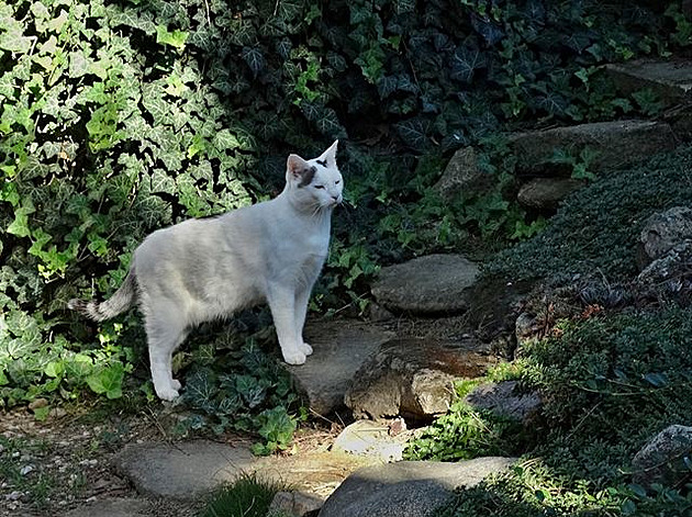 Král skalky Dare�ek