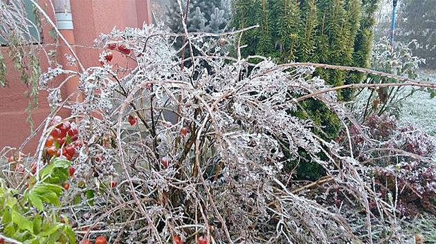 Mochyn� má je�t� lampionky