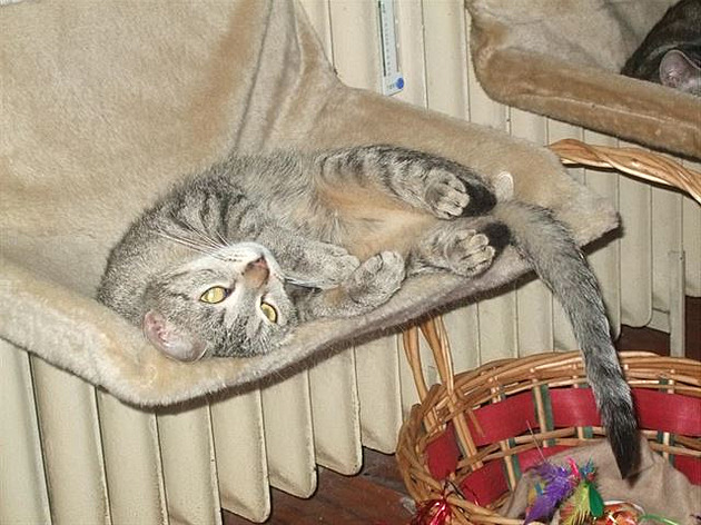 Ka�enka si lebedí