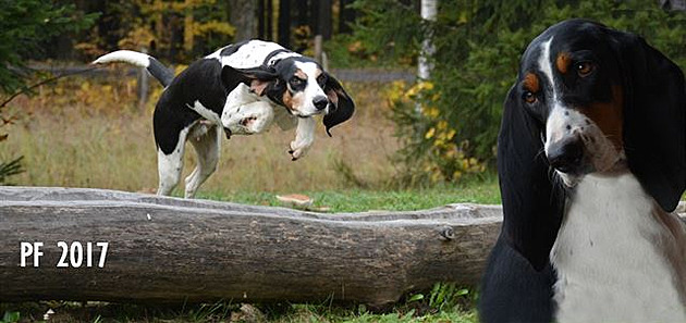 PF 2017 od Bernské sme�ky