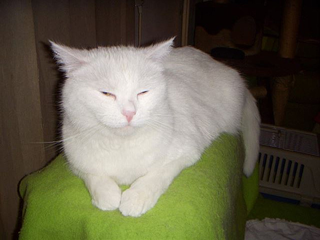Princezna Lady jako princezna na hrá�ku