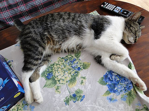 Jak si stele Oriá�