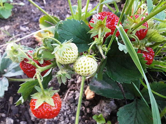 �erven 2017 na Podzvi�insku