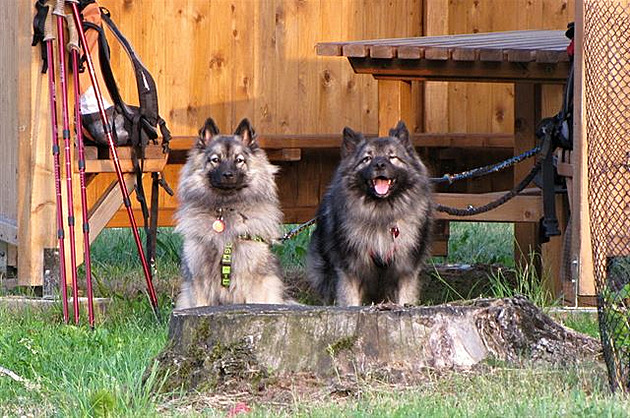 Dogtrek MID 2012 - Feri a Tim. Vlí pic.