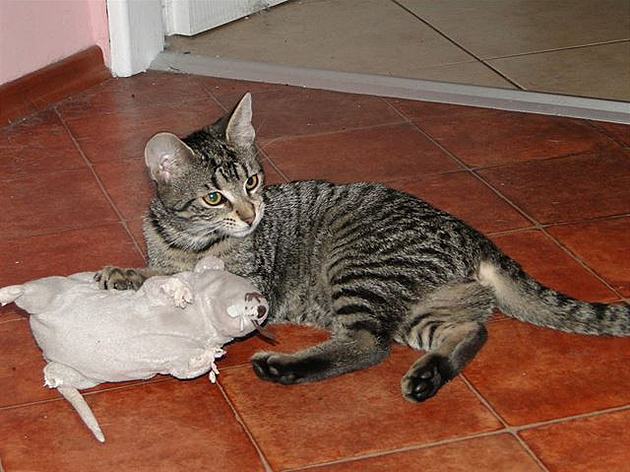 Adelína p�epere i krysu