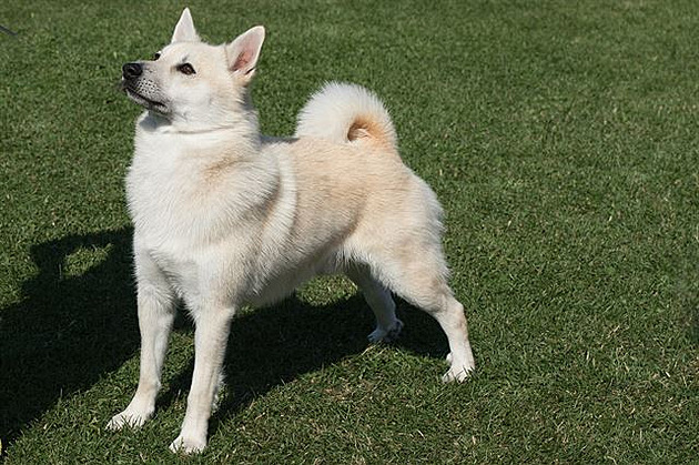Norský buhund