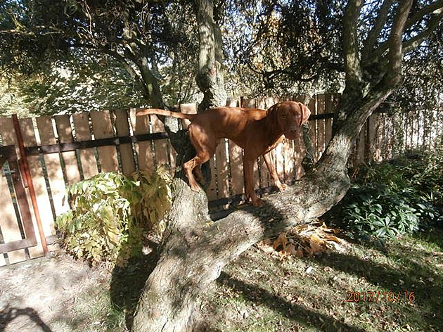 Rumíek: Jsem stromovej péf! (maarská vila)