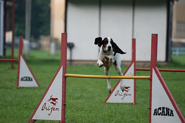 Na agility. �výcarský bernský honi�.
