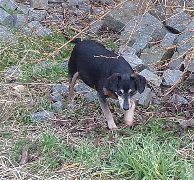 Mía (díve Mía Plaka), leden 2018