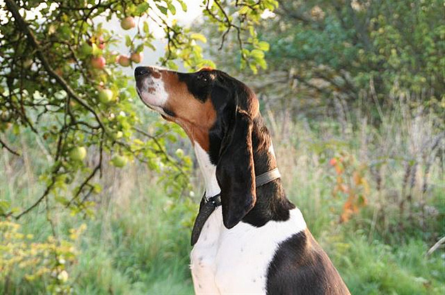 Kalinka v kvtnu. Bernský honicí pes.