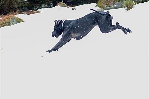 Night tyletý, mén dstojný. Nmecká doga.