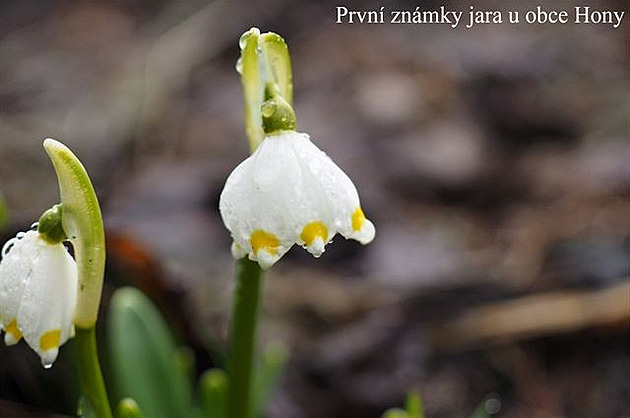 U obce Hony. Zpátení cesta z Ruprechtického piáku 25.3.2016