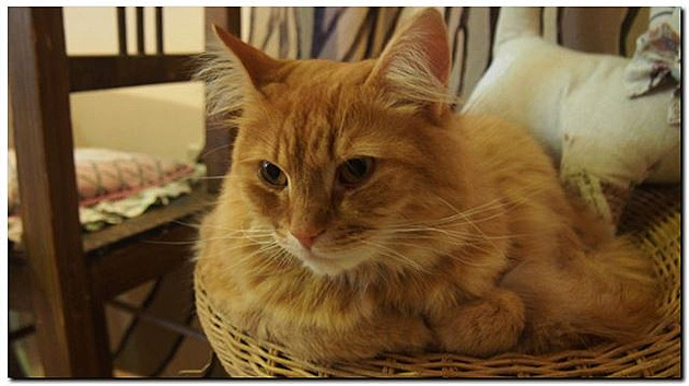 Hele, dalí hosté. Návtva v koií kavárn